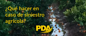 Seguro de cítricos Pablo Domínguez Aseguradores, Palma del Río