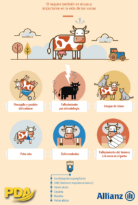 asegura vaca seguro ganadero
